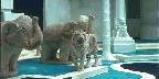 Live white tiger with elephant statues