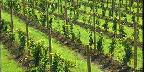 Young Concord grape vineyard, upstate New York