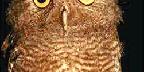 Western screech owl, Otus kennicottii, California