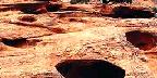 Juniper on sandstone, Utah