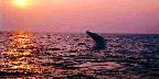 Humpback whale putting on a display at sunset, Cape Cod, Massachusetts