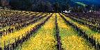 Vineyard in spring with mustard, Napa Valley, California