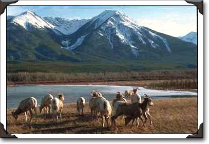 Goats, Frozen Lake, Mountain