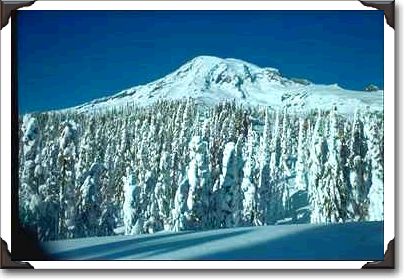 Snowladen Treeline With Peak Behind
