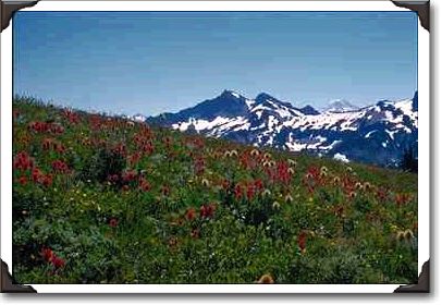 Red, White Flowers, Mountain Behind