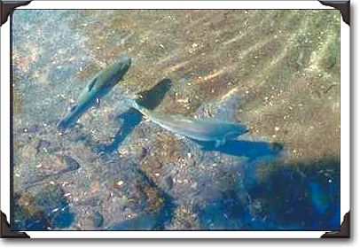 Bonneville Dam Fish Hatchery, Rainbow Trout