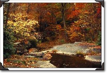 Autumn scene, Bear Run Stream, Pennsylvania