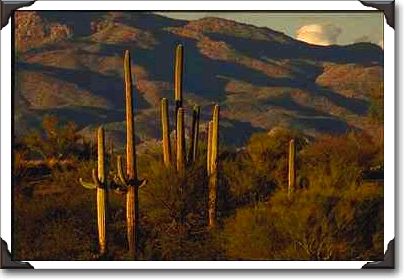 Saguaro Cactus at Saguaro National Monument, Arizona