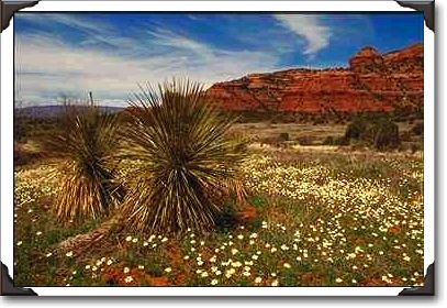 Wild flowers on Boynton Pass Road, near Sedona, Arizona