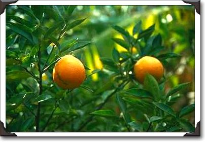 Oranges in plantation