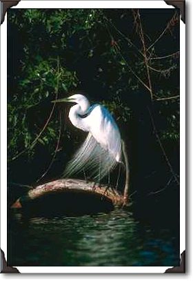 Great egret, Everglades