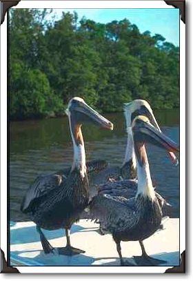 Pelicans, Everglades