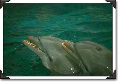 Dolphin twins, Seaquarium