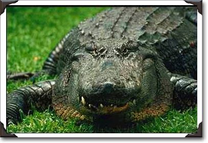 American alligator at Busch Gardens