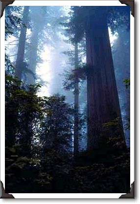 Coastal redwoods, Lady Bird Johnson Grove, California
