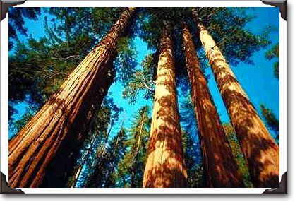 Four tall sequoias, Sequoia National Park, California