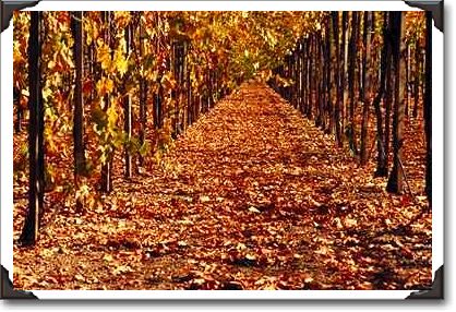 Autumn vineyard, California