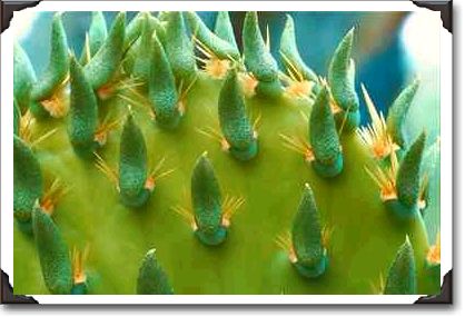 Prickly pear cactus, Saguaro, New Mexico