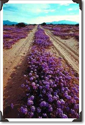 Sand verbena and sand road, Yuman Country, Arizona