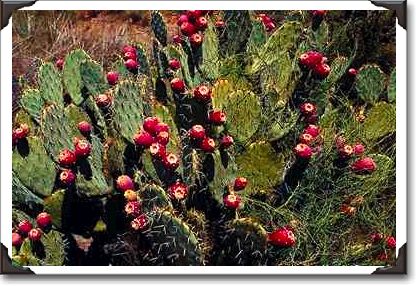 Fruited prickly pear cactus, Sonoran Desert, Arizona