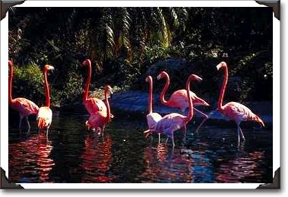 Caribbean flamingos, Miami Zoo