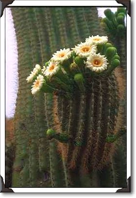 Flower of the saguaro