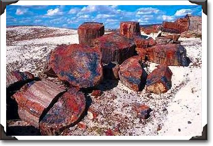 Crystal Forest, Petrified Forest National Park