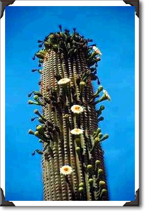 Flower and fruited saguaro cactus, Sonoran Desert