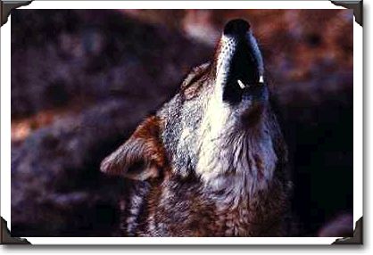 Coyote howling, Sonoran Desert