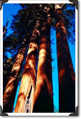 Four sequoias, Sequoia National Park, California