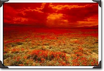 Desert sunset on a field of California poppies