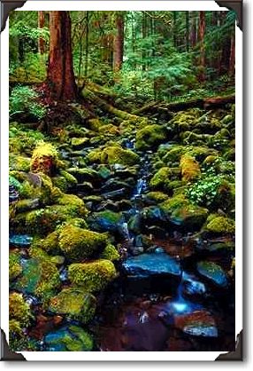 Typical rain forest scene near Sol Duc Hot Springs
