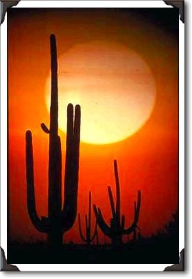Saguaro cactus, Sonoran Desert