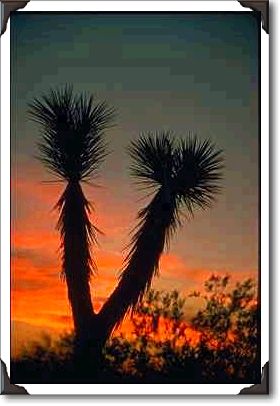 Yuccas, Mohave Desert