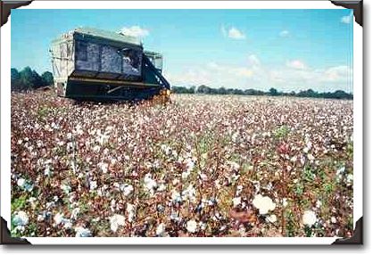 Cotton harvesting, Hartford, Alabama