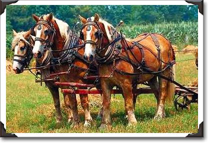 Belgians on Amish farm, Holmes County, Ohio
