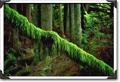 Moss in forest light, Washington State