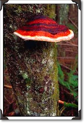 Red tree fungus in forest, Washington State