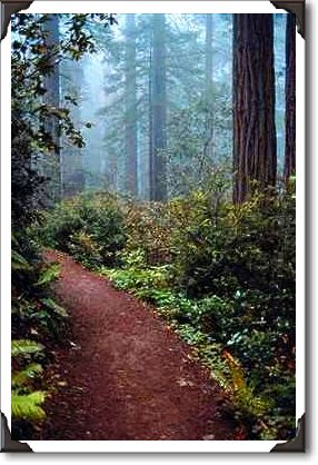 Coastal redwoods, Lady Bird Johnson Grove, California