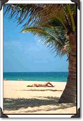 Sun worshipper on beach through palm tree, Fort Lauderdale