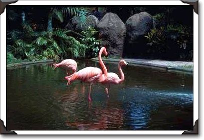 Pink flamingos in pond, St. Petersburg, Florida
