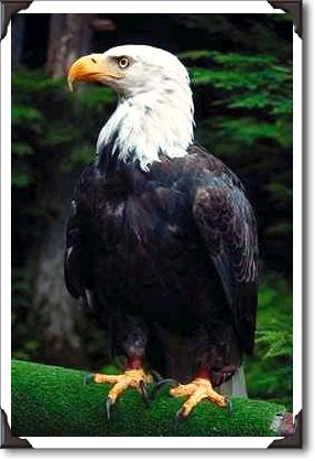 Bald eagle, Sitka, Alaska