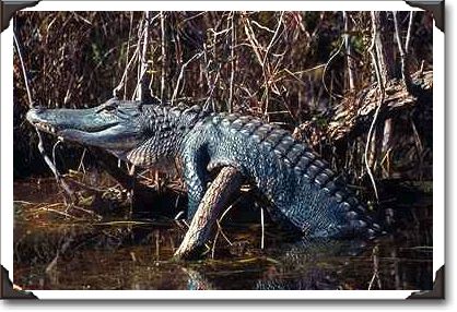 Alligator sunning on a log in Corkscrew Swamp, Florida