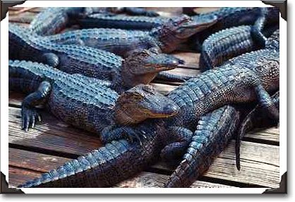 Alligators, Florida