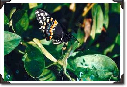 Black swallowtail butterfly, Wichita, Kansas