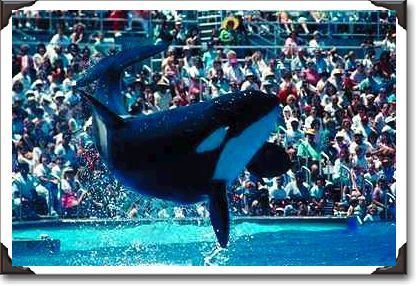 Orca performance, Sea World, San Diego, California