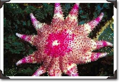 Pink and white Starfish, Puget Sound, Washington State