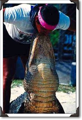 Man and crocodile, Florida