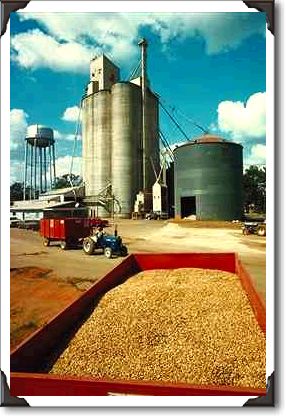 Peanut mill, Hartford, Alabama