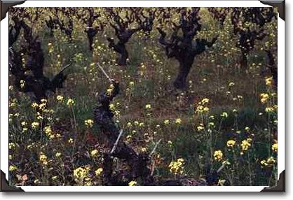 Mustard and vineyard, Sonoma County, California